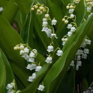 Convallaria majalis ---